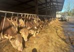 Pedigree hereford bulls