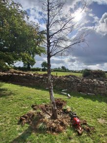 HOLLY TREE for Wood turning