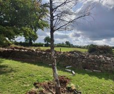 HOLLY TREE for Wood turning