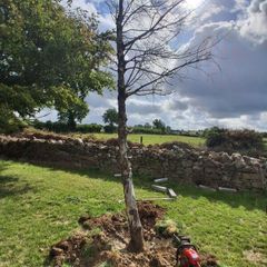 HOLLY TREE for Wood turning