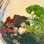 Star Wars BB-8 Living Closed Terrarium Image 2