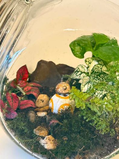 Star Wars BB-8 Living Closed Terrarium