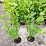 Griselinia Hedging Image 7