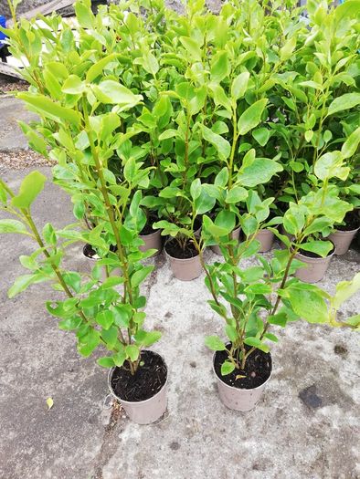 Griselinia Hedging