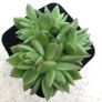 Succulents Image 2