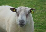 Charollais Rams  Texel Rams.