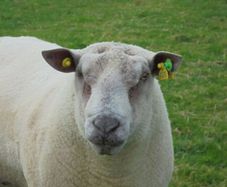 Charollais Rams  Texel Rams.