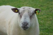 Charollais Rams  Texel Rams.