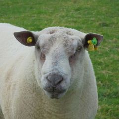 Charollais Rams  Texel Rams.
