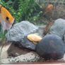pet Image 5