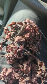 dillisk stone dried collected for sale for full freshness