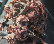 dillisk stone dried collected for sale for full freshness