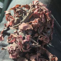 dillisk stone dried collected for sale for full freshness
