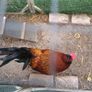 Rooster Image 4