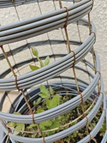 Clematis, Obelisk and Pot
