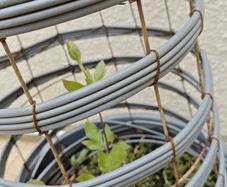 Clematis, Obelisk and Pot