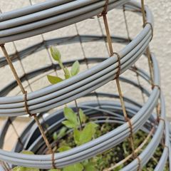 Clematis, Obelisk and Pot