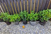 Viburnum Tinus Laurustinus evergreen