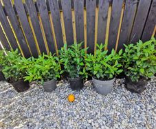Viburnum Tinus Laurustinus evergreen