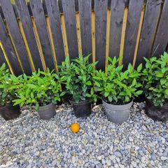 Viburnum Tinus Laurustinus evergreen