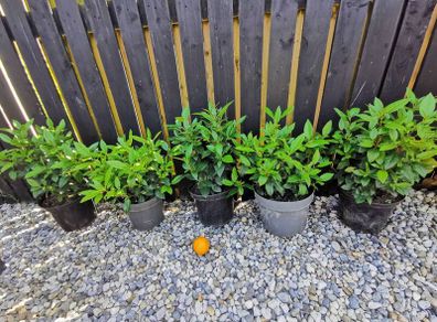 Viburnum Tinus Laurustinus evergreen
