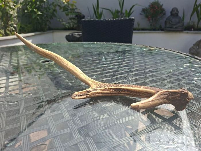 Wild Irish Red Deer Antler