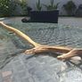 Wild Irish Red Deer Antler Image 4