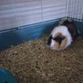 Adoption guinea pig male Image 2
