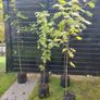 Mountain ash trees 5ft+ tall ..! Image 5