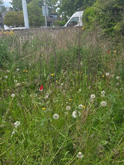 A wild garden