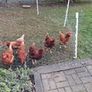 Free range eggs Image 6