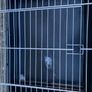 pet cage Image 7