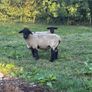 Suffolk Rams Image 3