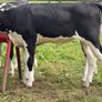 9 top quality Hereford heifers runners Image 4