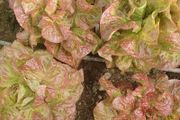 Butterhead Lettuce 'Mira' Irish Seeds