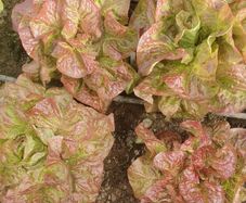 Butterhead Lettuce 'Mira' Irish Seeds