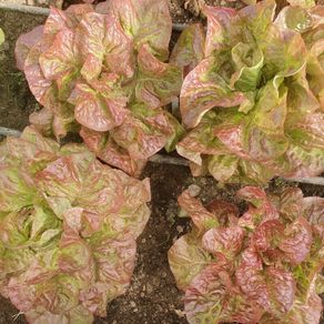 Butterhead Lettuce 'Mira' Irish Seeds