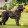 Super Tennis Balls For Dogs, Throw and Fetch, Outdoor Exercise (Pack of 12) Image 3