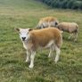 Pedigree texel ram lambs and ewe lamb for sale Image 4