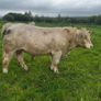 3 purebred registered charlaois bulls for sale Image 3