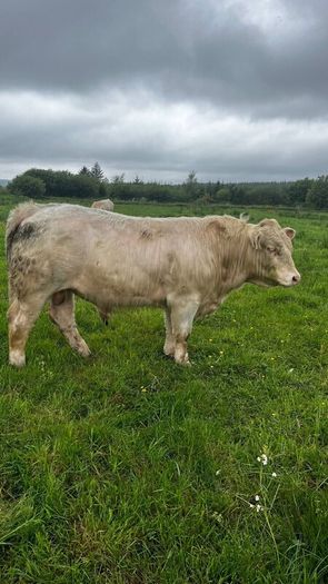 3 purebred registered charlaois bulls for sale