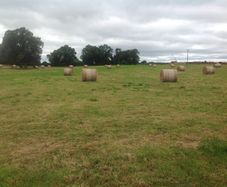 Hay