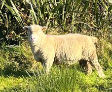Dorset Ram