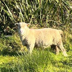 Dorset Ram