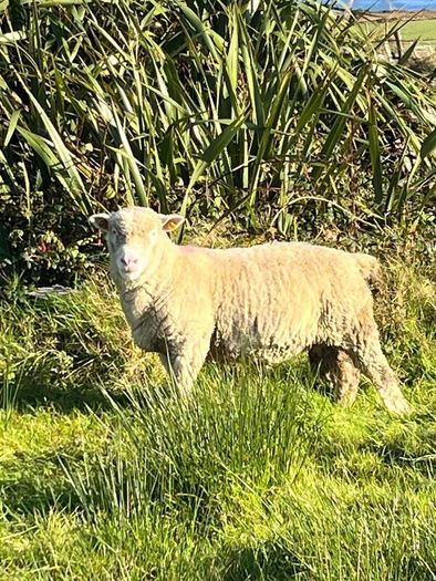 Dorset Ram