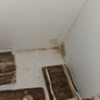 Hamster Cage (Free) Image 6