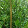 Griselinia Hedging Image 8
