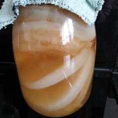 Organic Kombucha scoby with starter tea