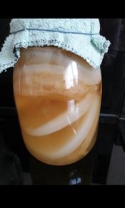 Organic Kombucha Scoby with Starter Tea