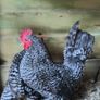 bantams Image 3